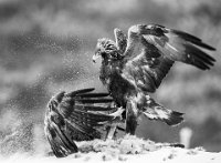 221 - GOLDEN EAGLE FIGHTING 01 BW - CHEUNG KOON NAM - hong kong <div